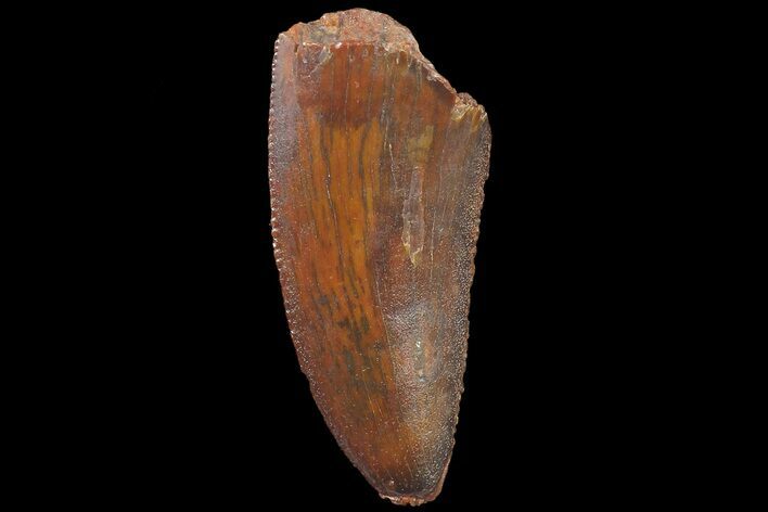 Serrated, Raptor Tooth - Real Dinosaur Tooth #179580